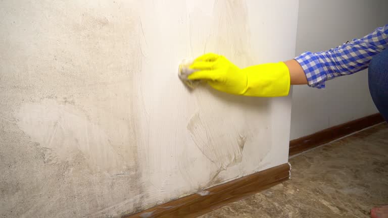 Mold Odor Removal Services in Union Springs, NY