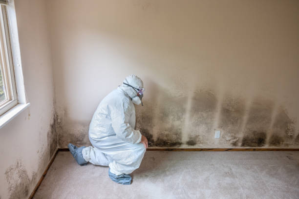 Best Asbestos and Lead Testing During Mold Inspection  in Union Springs, NY